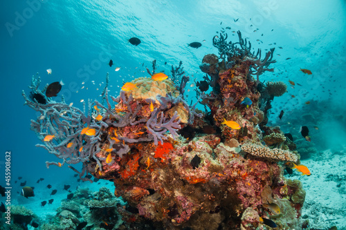 Colorful underwater scene  beautiful coral reef scene with tiny tropical fish swimming among the underwater marine environment