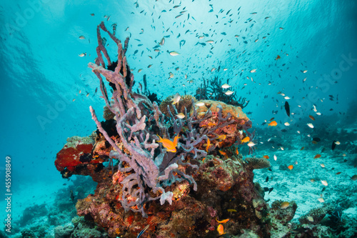 Fototapeta Naklejka Na Ścianę i Meble -  Colorful underwater scene, beautiful coral reef scene with tiny tropical fish swimming among the underwater marine environment