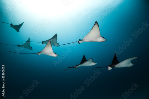 Eagle rays swimming together in clear blue ocean  crystal clear water