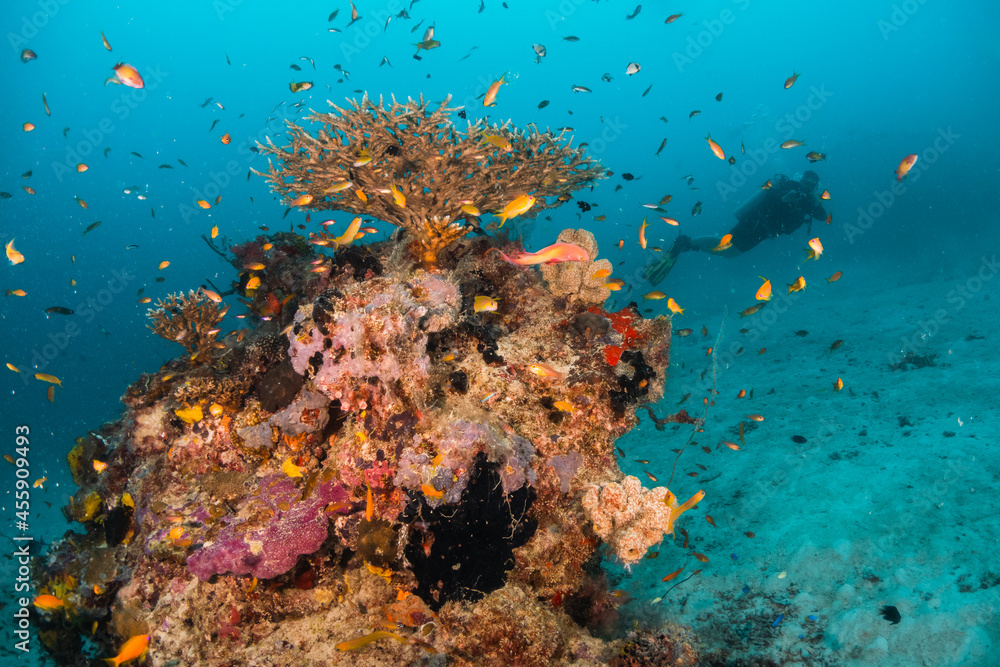 Fototapeta premium Scuba diving, underwater photography. Colorful underwater coral reef scene, divers swimming among colorful hard corals surrounded by tropical fish