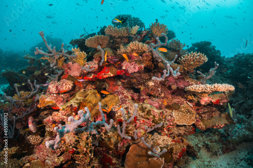 Colorful underwater reef scene, schools of tropical fish swimming among coral reefs in tropical blue ocean © Aaron