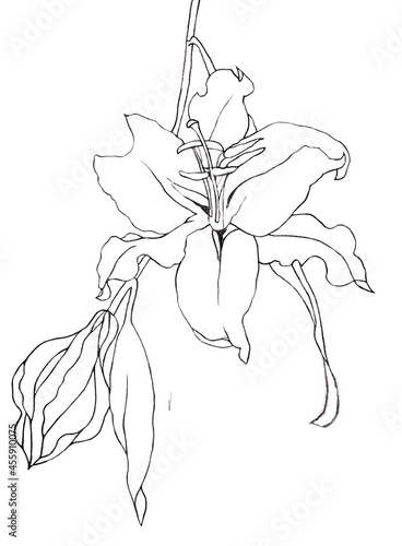 Lily flowers branch hand drawing on white background botanical illustration for all prints.
