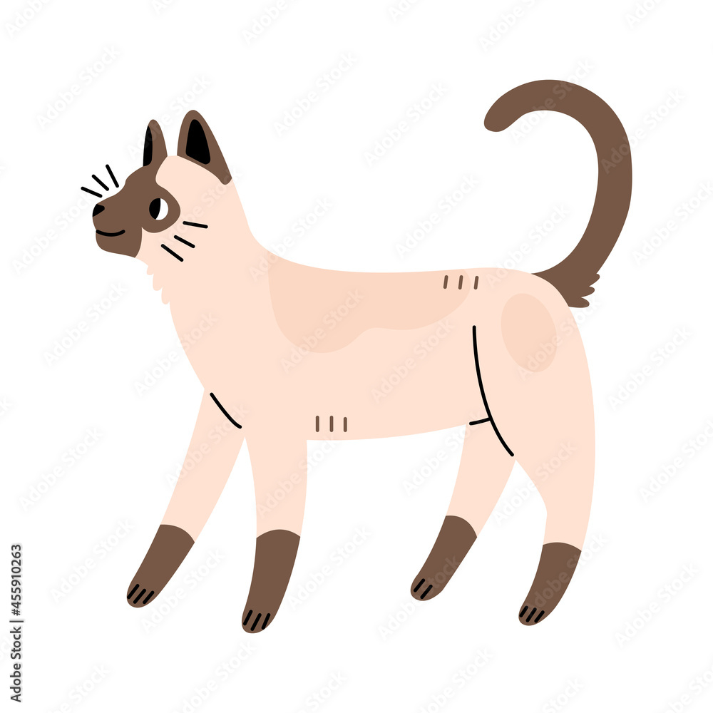 Siamese cute cat in flat cartoon style. Vector illustration isolated on white background. Siamese cute cat in flat cartoon style. Vector illustration isolated on white background.