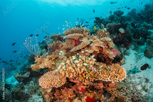 Colorful underwater reef scene, schools of tropical fish swimming among coral reefs in tropical blue ocean