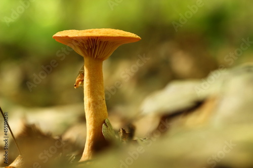 Forest mushroom on a summer day.