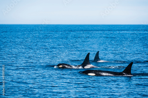北海道羅臼沖のシャチの群れ(Killer Whale) © sandpiper