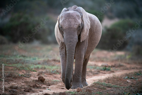 Tuskless African Elephant cow photo