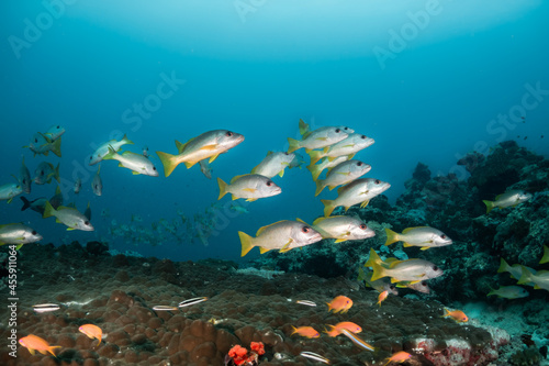 Schooling fish in deep blue ocean. School of snappers swimming in blue ocean among coral reef