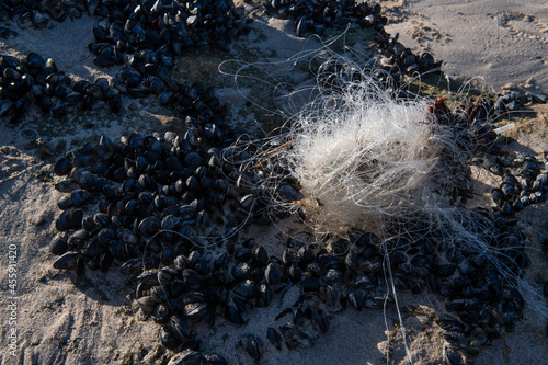 Fishing line entangled amongst mussel beds photo