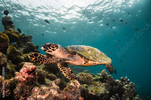 Fototapeta Naklejka Na Ścianę i Meble -  Turtle swimming among colorful coral reef in the wild