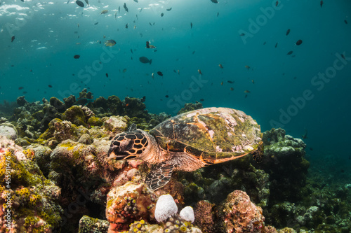 Turtle swimming among colorful coral reef in the wild