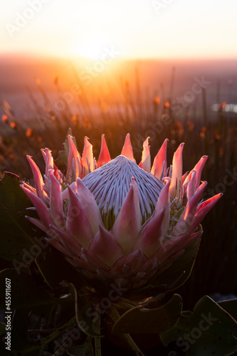 King Protea at Dawn on the Mountain