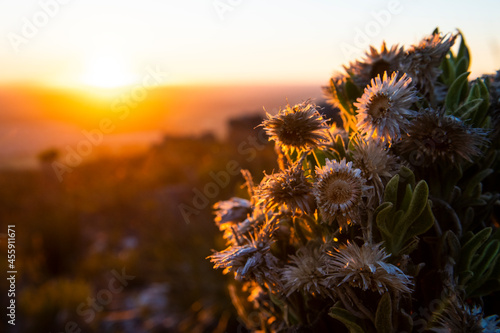 Everlasting flowers at dawn photo