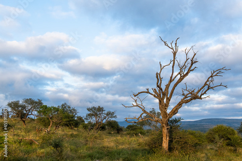 Dead leadwood tree amongst the Zululand bushveld photo