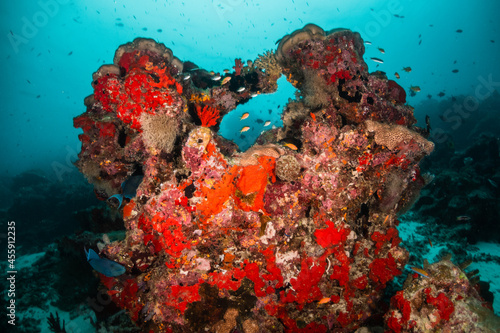 Colorful and lively coral reef system  with healthy corals and schools of bait fish