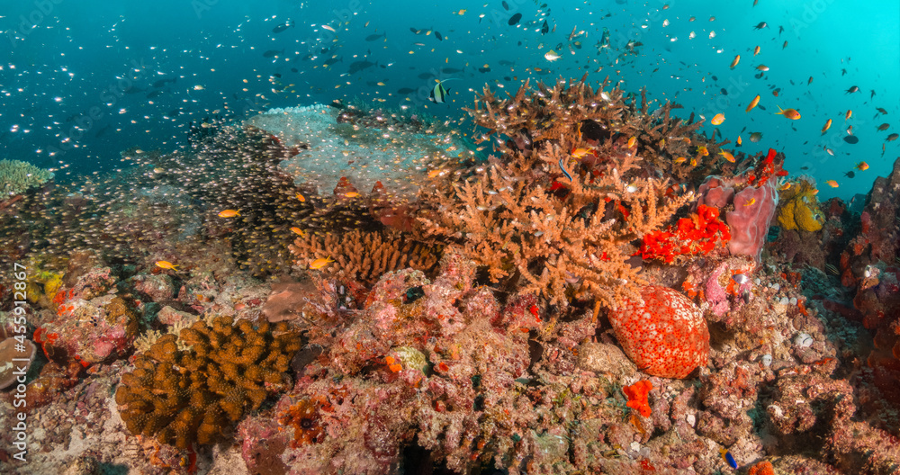 Colorful and lively coral reef system, with healthy corals and schools of bait fish