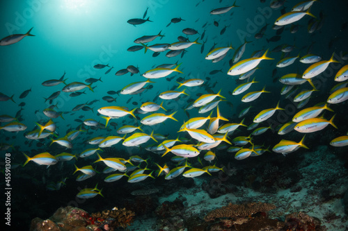 Schooling fish underwater, surrounding a vibrant and colorful coral reef ecosytem in deep blue ocean