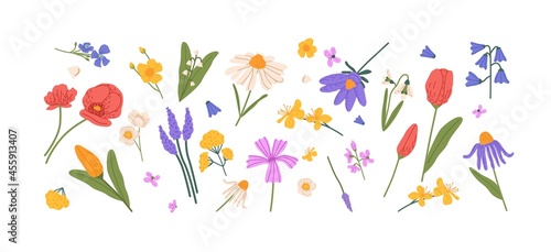 Floral set of different blossomed wild flowers. Blooming meadow buds, wildflowers. Botanical design elements bundle. Colored flat vector illustration of field flora isolated on white background