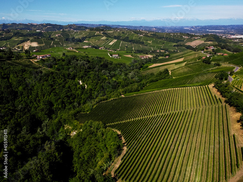 vineyards of nebbiolo in Langhe district  Piedmont  by a drone