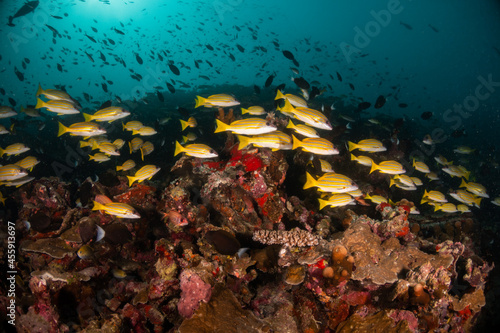 Schooling fish underwater, surrounding a vibrant and colorful coral reef ecosytem in deep blue ocean