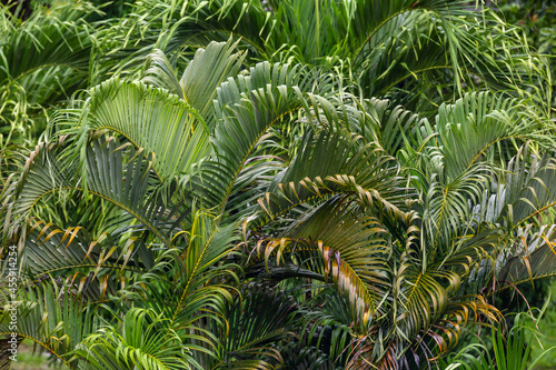 Fototapeta Naklejka Na Ścianę i Meble -  tropical greens dark green background palm leaves