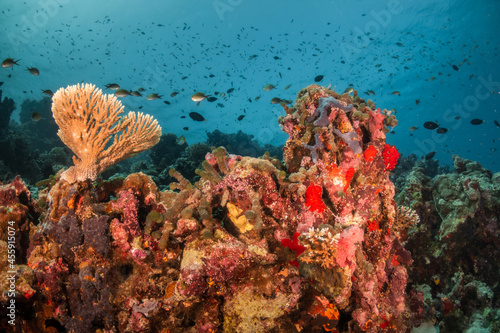 Colorful coral reef ecosystem  surrounded by tropical fish in clear blue water
