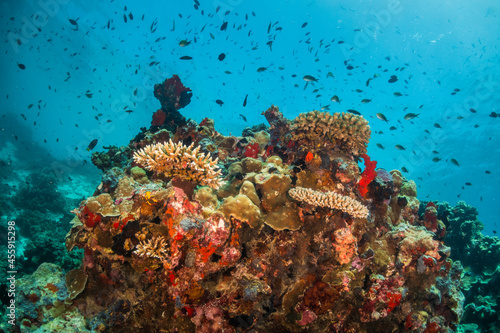 Colorful coral reef ecosystem, surrounded by tropical fish in clear blue water © Aaron