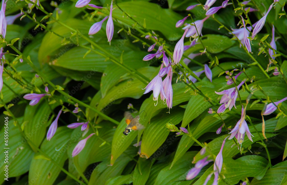 hummingbird butterfly