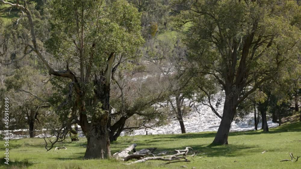 Pan along mighty Blackwood River in flood. Far bank inundated. Viewed through gum trees from steep grassy bank. Sound of rushing waters Pan along mighty Blackwood River in flood. Far bank inundated. Viewed through gum trees from steep grassy bank. Sound of rushing waters