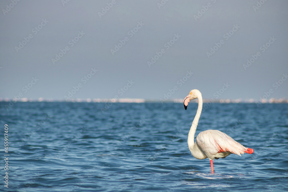 Lonely african pink flamingo walks in  the blue lagoon on a sunny day