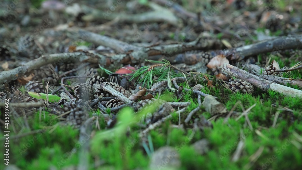 Forest Ground Foliage with Mushrooms Sticks Moss and Tree Cones	