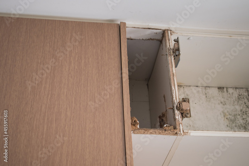 soft focus termites eat wood cabinets in the home