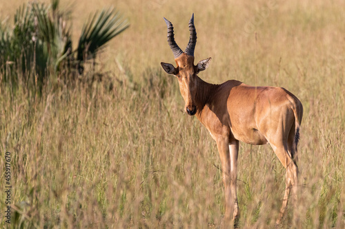 A hartebeest turns its head and looks at the camera. photo