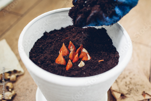 Gardener planting bulbs in pot at home. Tulip bulbs growing in container. Autumn gardening work