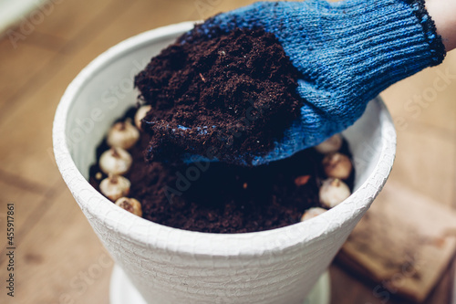 Gardener planting muscari bulbs in pot at home adding soil in container. Autumn gardening work
