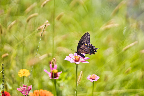 Closeup shot of a butterfly on a daisy in a meadow photo