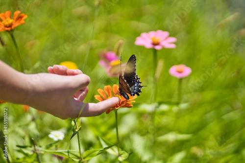 Woman's hand touching a butterfly in a flower field photo