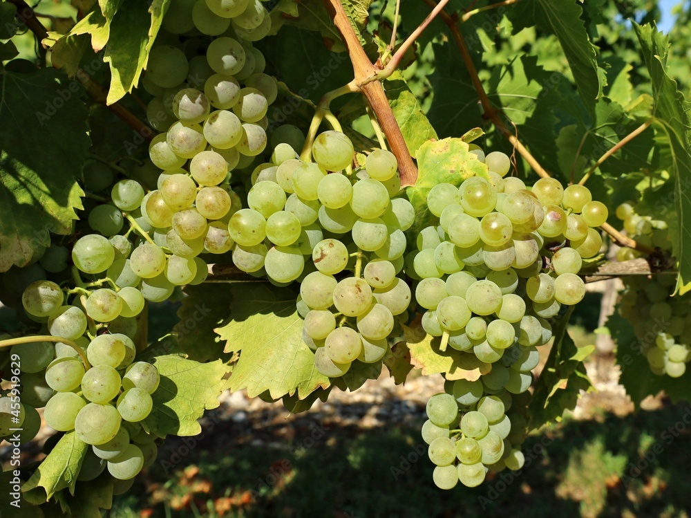 Malvasia grapes hanging on vine on a sunny september day. It is also known as Malvazia or Malmsey. Malvasia grapes hanging on vine on a sunny september day. It is also known as Malvazia or Malmsey.
