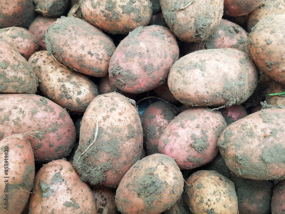 The potatoes dug out with a shovel are lying on the ground The potatoes dug out with a shovel are lying on the ground