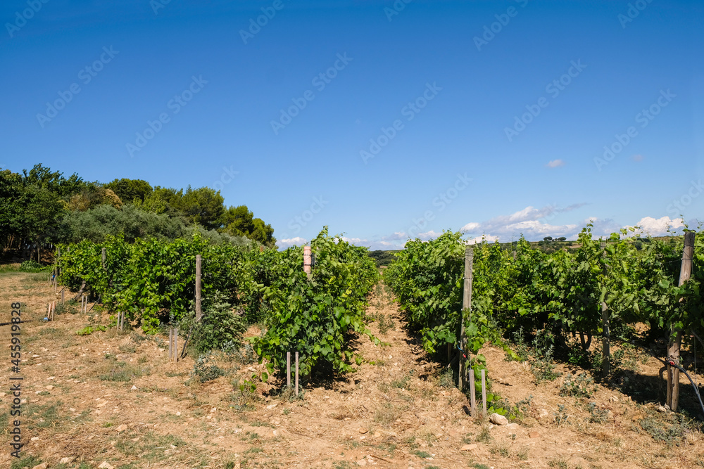 The vineyard of Provence is on stony soil in the summer morning. Round pebbles accumulate heat and give it away at night.