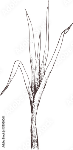 Hand drawn outline abstract vector  image. Sprig of lemongrass silhouette isolated on transparent background. Eps pharmacy herbs. Vintage art print for label, packaging, product design