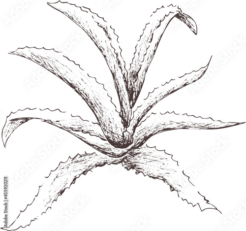 Hand drawn outline abstract vector  image. Sprig of aloe silhouette isolated on transparent background. Eps pharmacy herbs. Vintage art print for label, packaging, product design