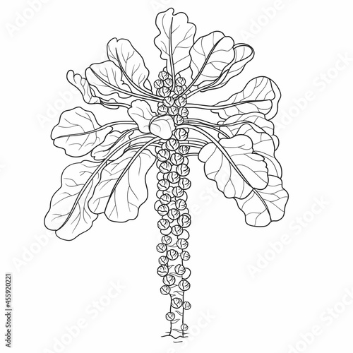 sketch, broccoli cabbage, coloring book, cartoon illustration, isolated object on white background, vector,