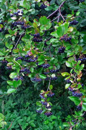 Aronia czarna, aronia czarnoowocowa (Aronia melanocarpa (Michx.) Elliott) – gatunek krzewu należący do rodziny różowatych. photo