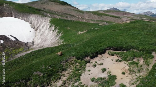 Brown bear running down the hill. Kamchatka wild nature. 