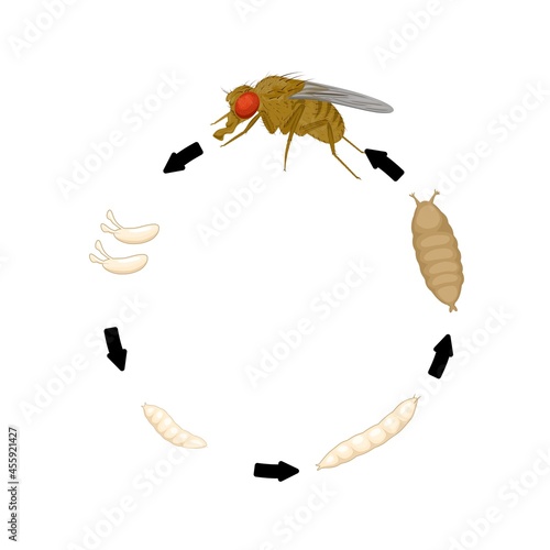 Vector illustration, fruit fly or vinegar fly (Drosophila melanogaster) life cycle, from egg to adult.
