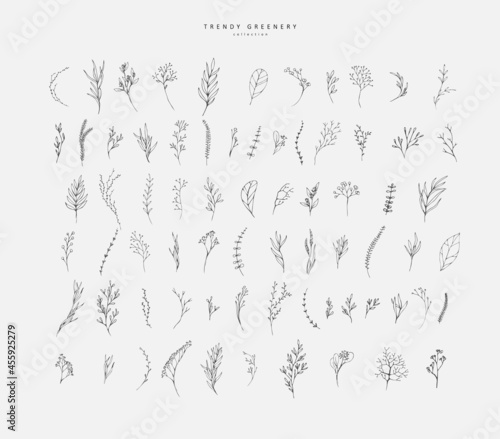 Floral branch. Hand drawn wedding herb, homeplant with elegant leaves for invitation save the date card design. Botanical rustic