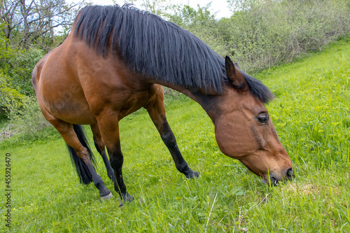 Thoroughbred horse grazes on a green field.