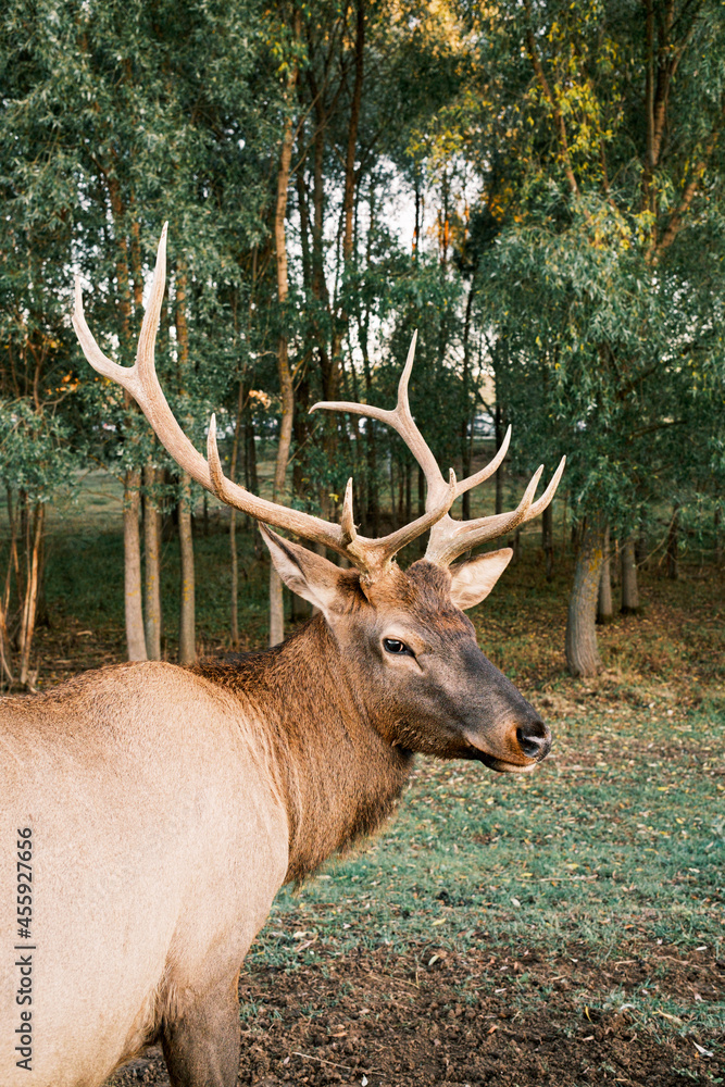 Red deer in the autumn forest.The red deer is one of the largest deer species in its natural habitat Red deer in the autumn forest.The red deer is one of the largest deer species in its natural habitat