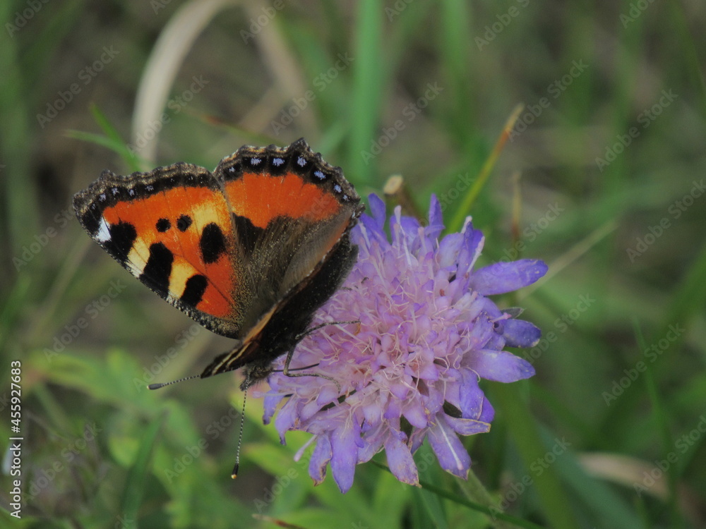 Obraz premium butterfly on flower